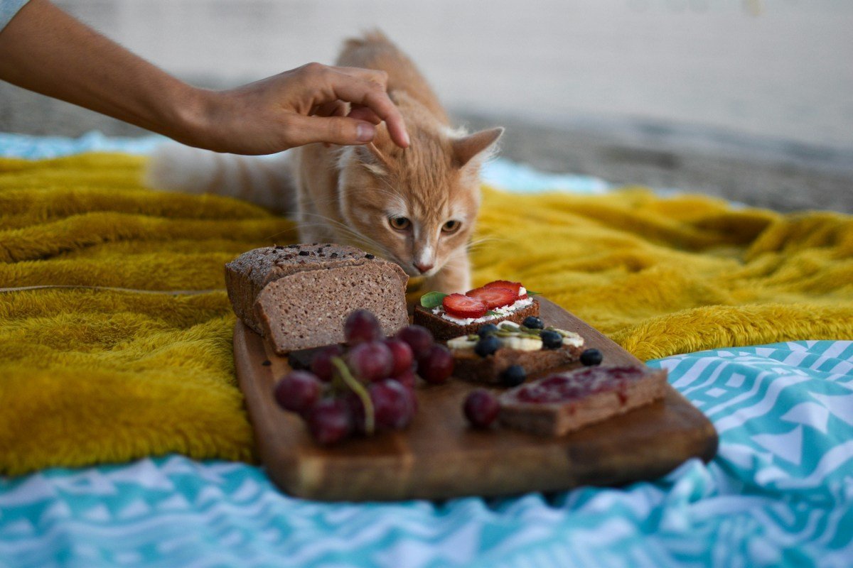 De Opkomst van Halal Huisdierenvoeding: Niche Trend Wordt Mainstream