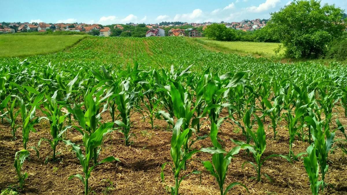 Singaporese rechtbank beveelt halalcertificaat aan voor Bengaalse landbouwproducten