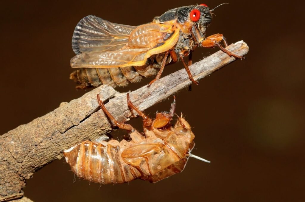Onveren van Insectenmeel en de Onverenigbaarheid met Halal Normen